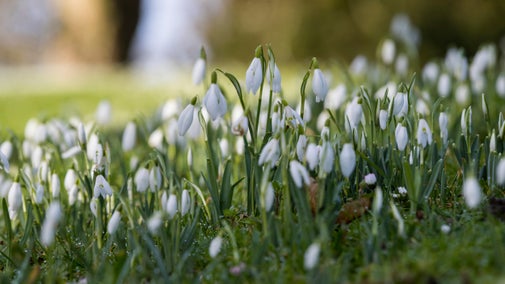 A close-up photo of a clump of white snowdrops